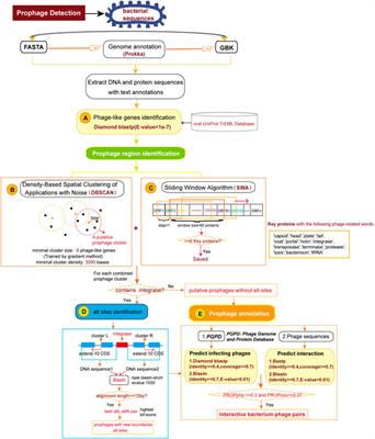 DBSCAN-SWA: An Integrated Tool for Rapid Prophage Detection and Annotation